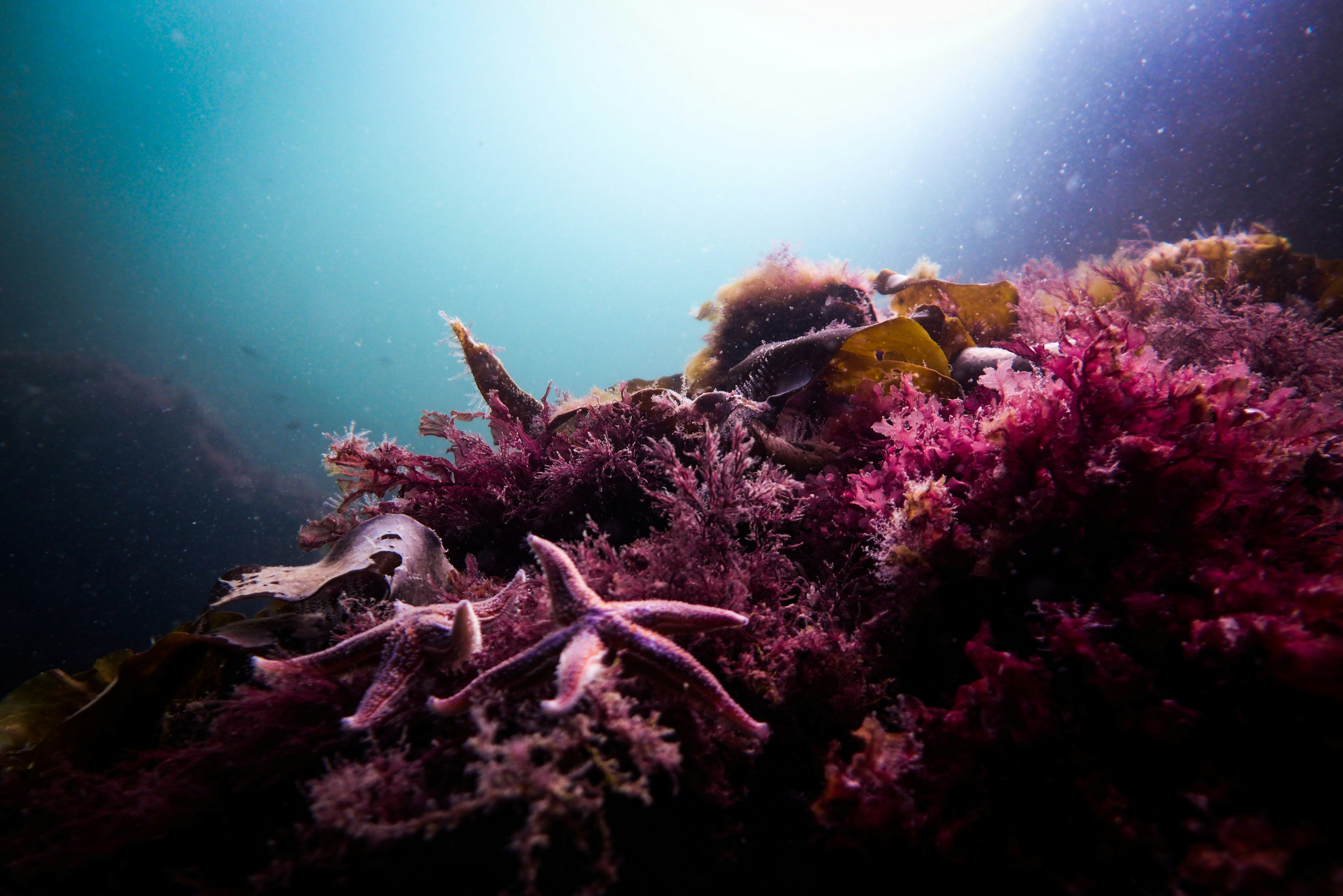 starfish on red coral underwater